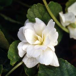 Violette odorante blanche